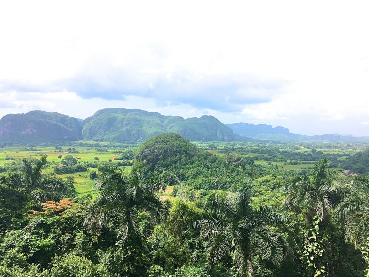 Cuba tobacco farm 