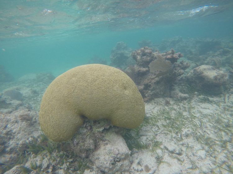soliman bay reef