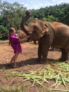 Rachel feeding an elephant at Patara elephant farm