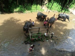 Bathing elephants at Patara elephant farm