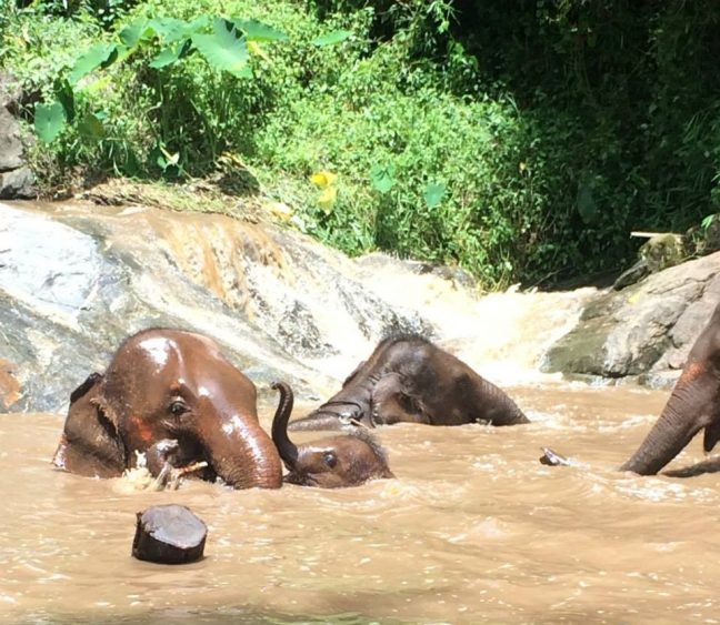 elephants playing at Patara elephant farm