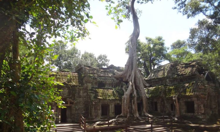 A tree grows out from Angkor Wat