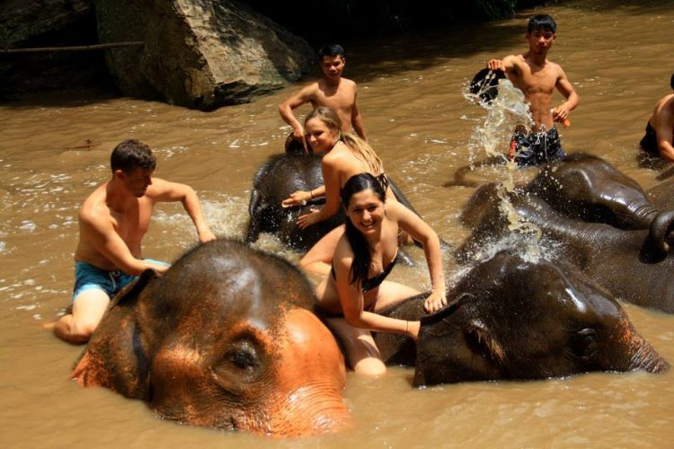 Washing Elephants in Thailand 