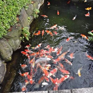 Japanese koi pond