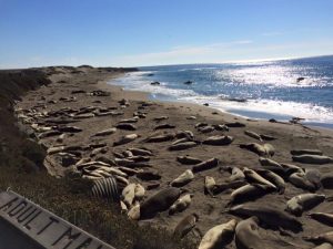 California Elephant Seals near Hearst Castle off the PCH