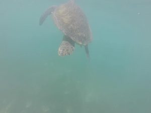 Sea turtle in Akumal