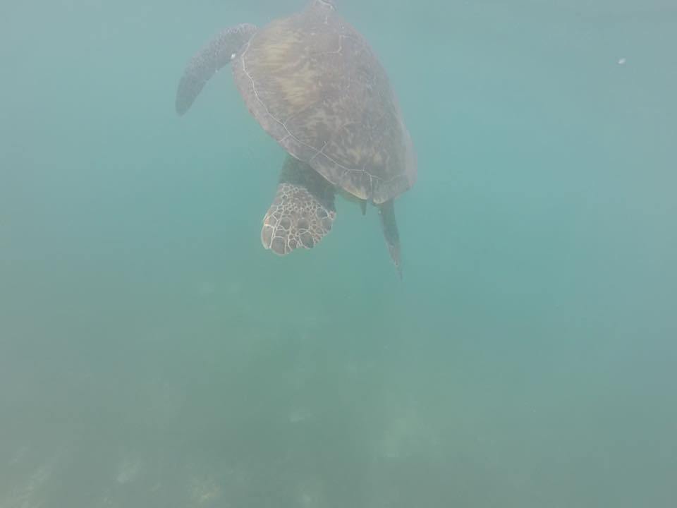 Sea turtle in Akumal