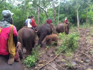 Riding elephants at Patara elephant farm