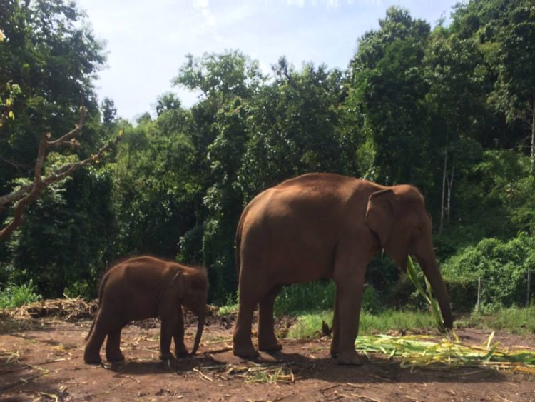 Elephant Kisses- Falling in Love at Patara Elephant Farm