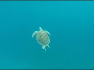 BVI Turtle