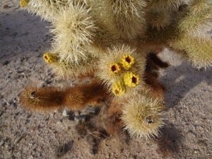 Joshua Tree National Park, California