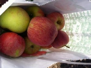 Fresh picked apples