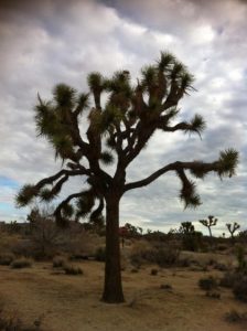 A Joshua Tree