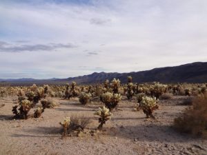 Joshua Tree National Park, California