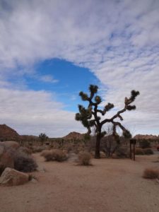 A Joshua Tree