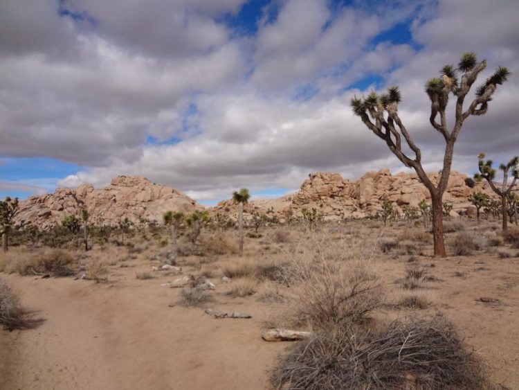 Joshua Tree National Park, California