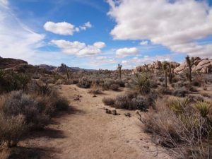 Joshua Tree National Park, California