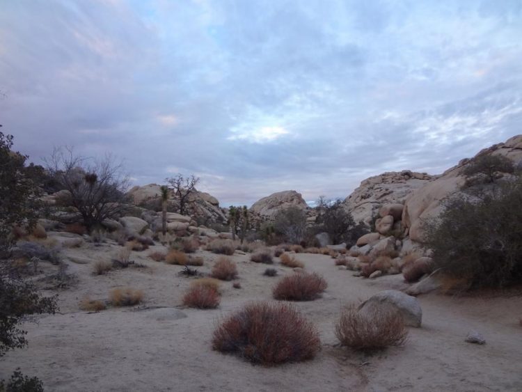 Joshua Tree sunset