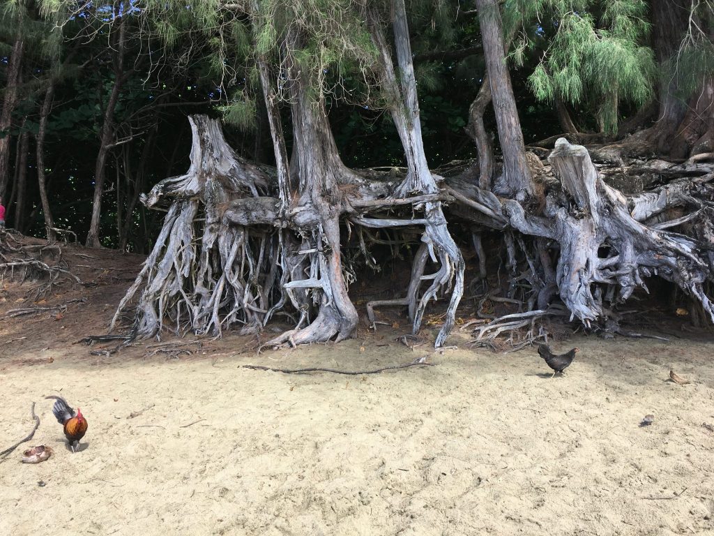 Tree roots at Ke'e Beach in Ha'ena State Park