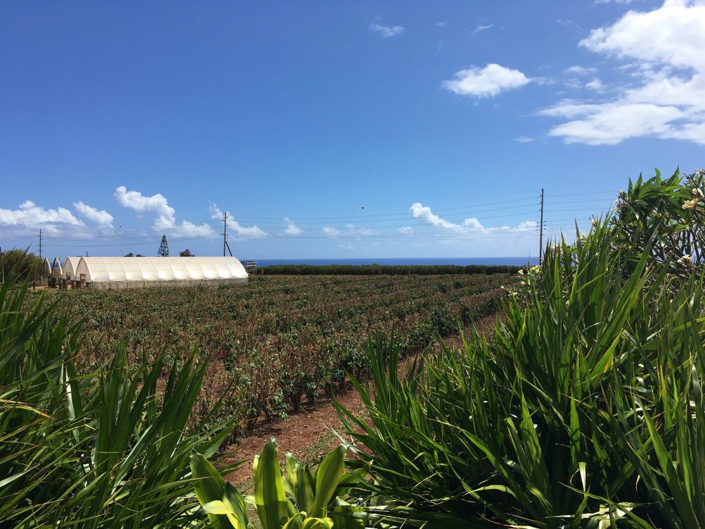 Kauai Coffee Company