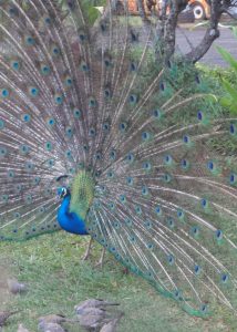 A peacock at Smith's Family Garden Luau on Kauai