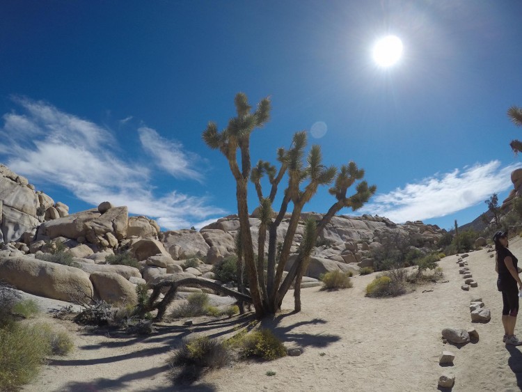 joshua tree cali