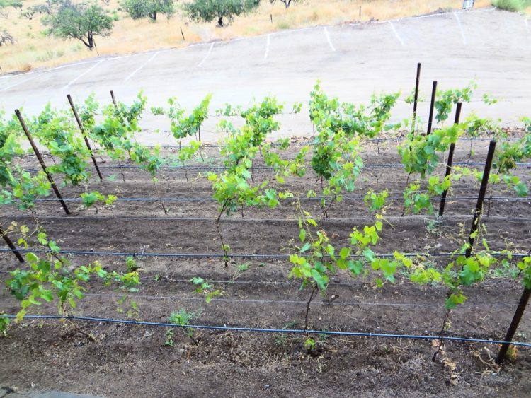 Cieli Valle de Guadalupe