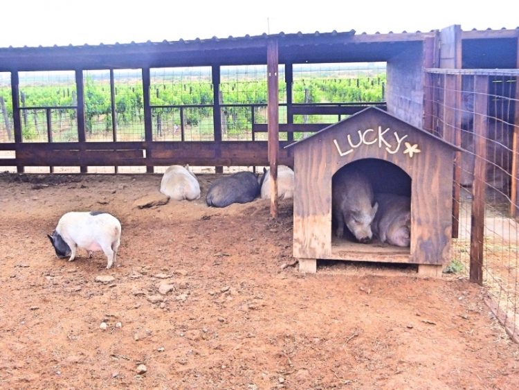 Finca Altozano Valle de Guadalupe