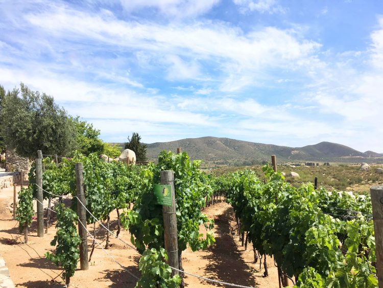 vinas de garza vineyards