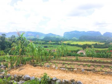 restaurante en Viñales cuba