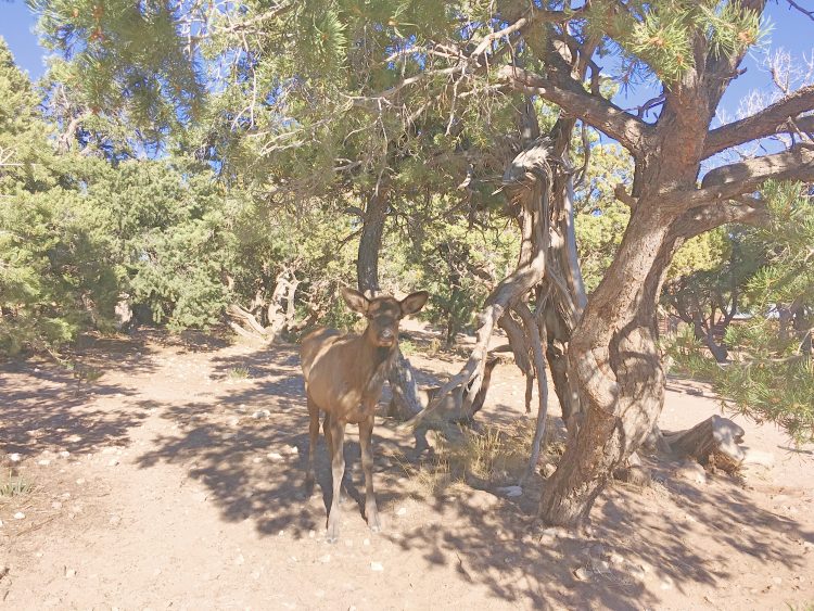 elk at grand canyon