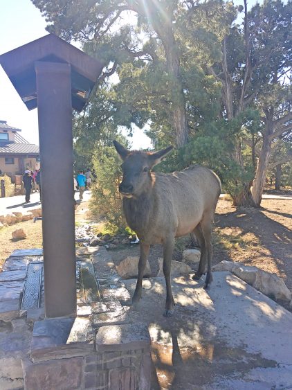 Grand Canyon Elk