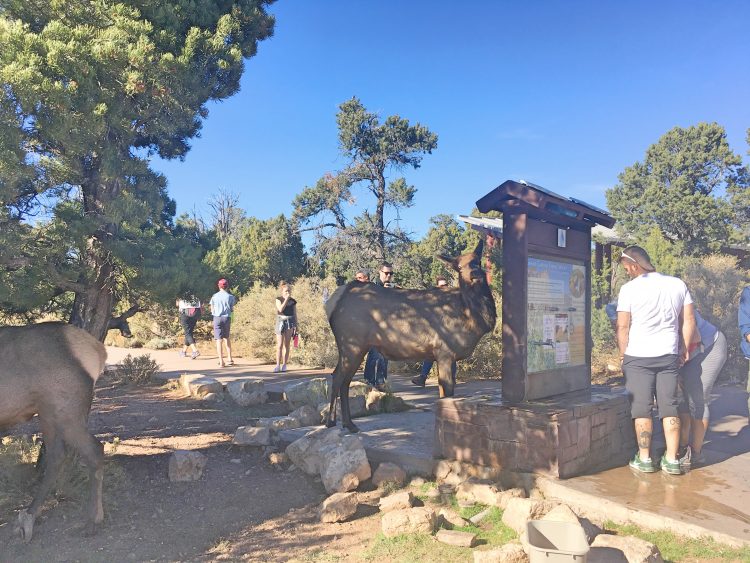 elk at the grand canyon