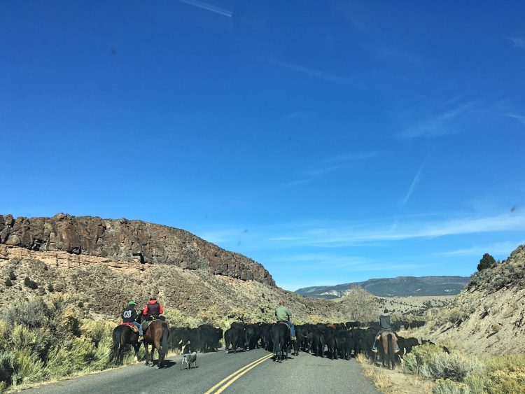 cattle during cross country road trip