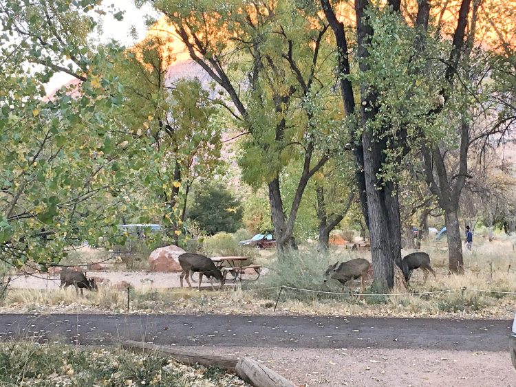 deer at Zion campsite