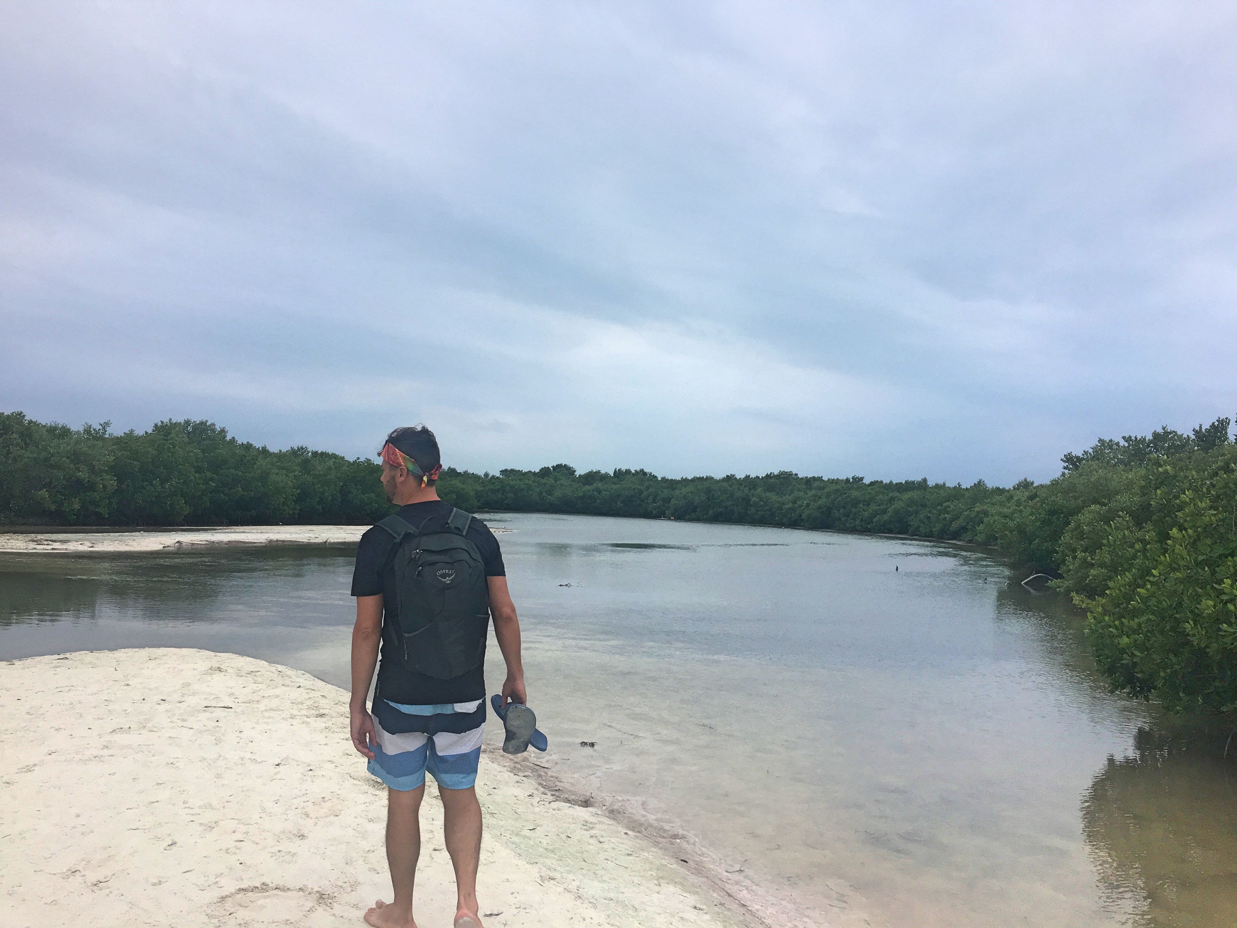 Isla holbox flamingos