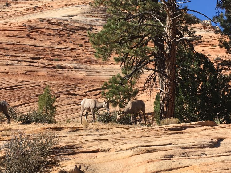 Rams eating at Zion National Park