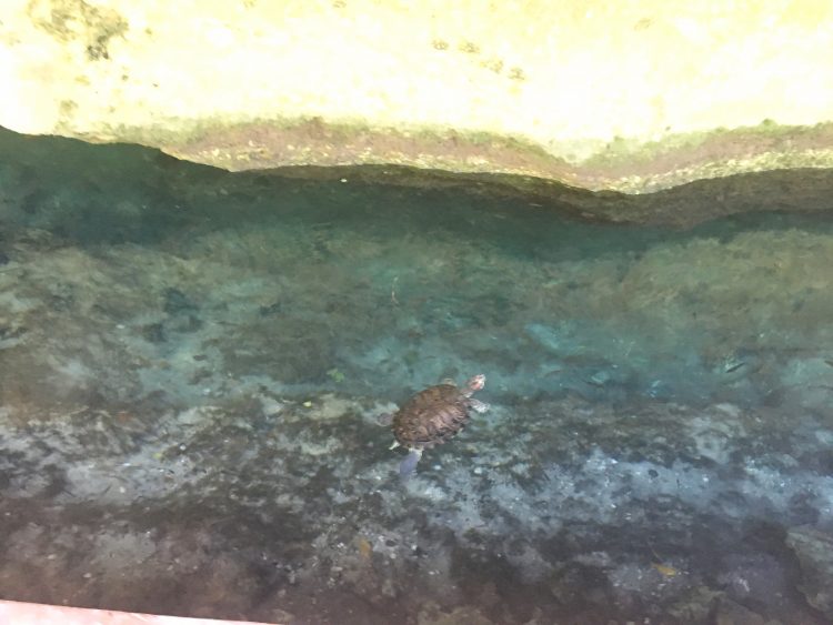 turtle gran cenote