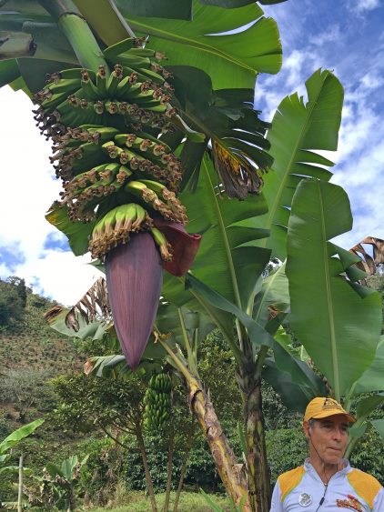 banana tree colombia