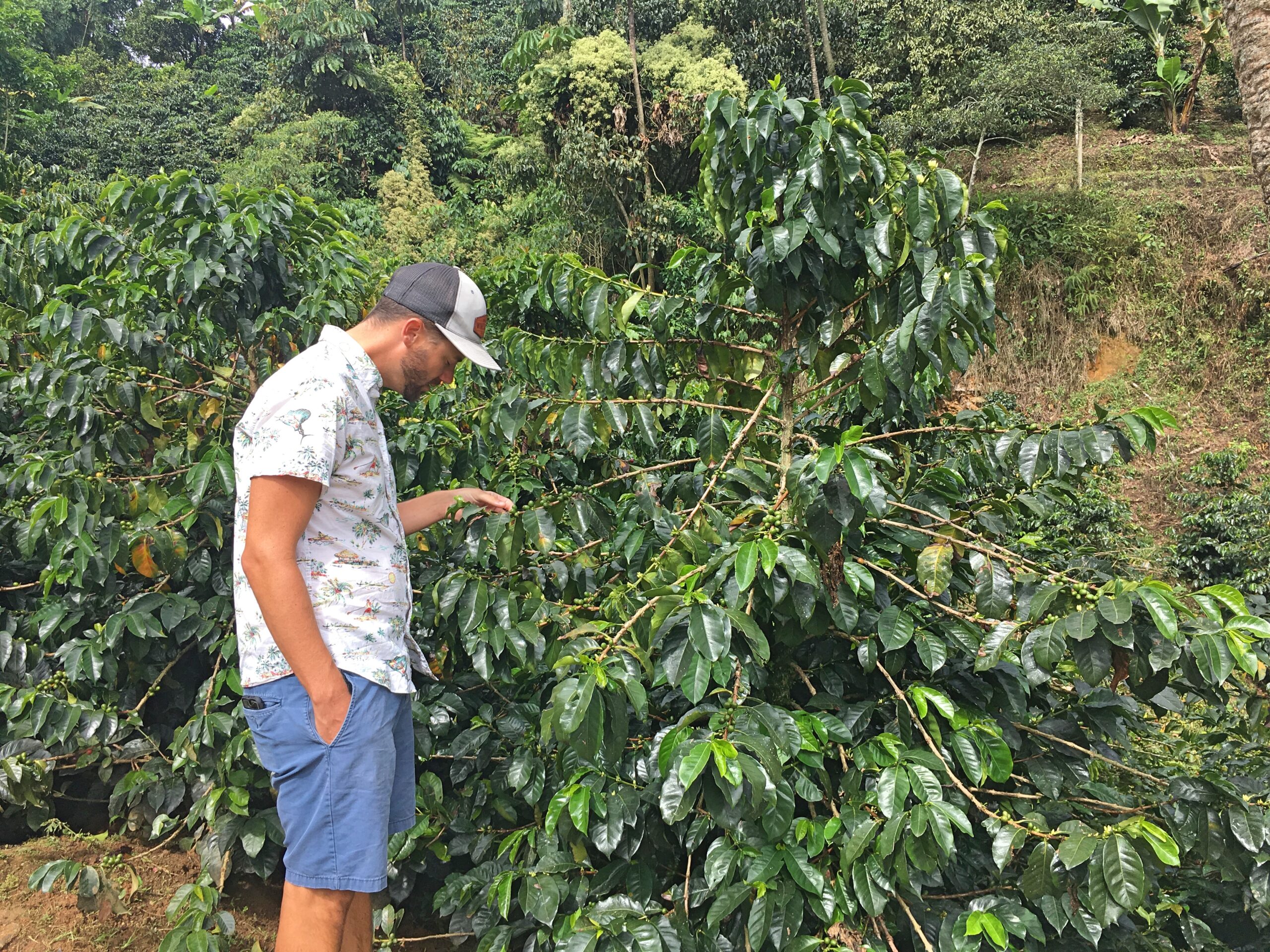 cafe finca