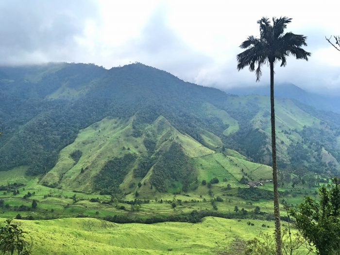 cocora valley