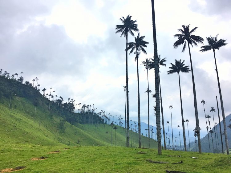 cocora valley palm trees