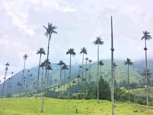 cocora valley salento colombia