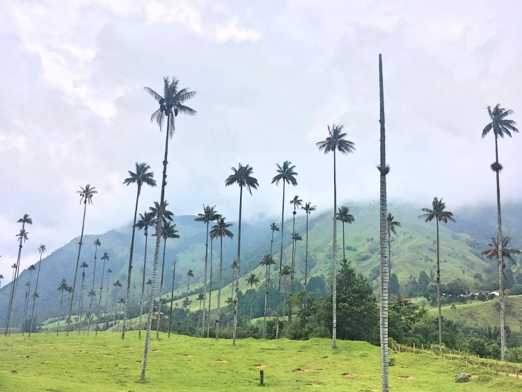 cocora valley salento colombia