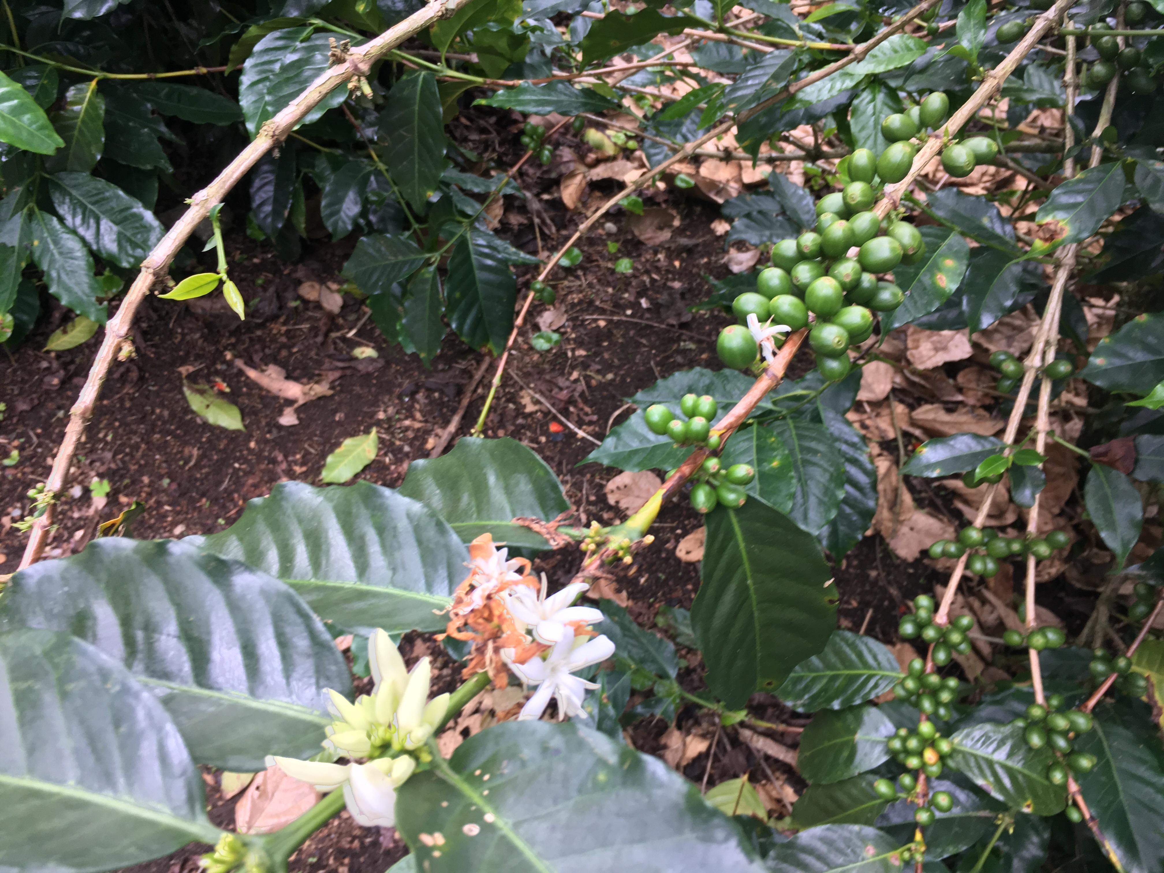 coffee beans colombia