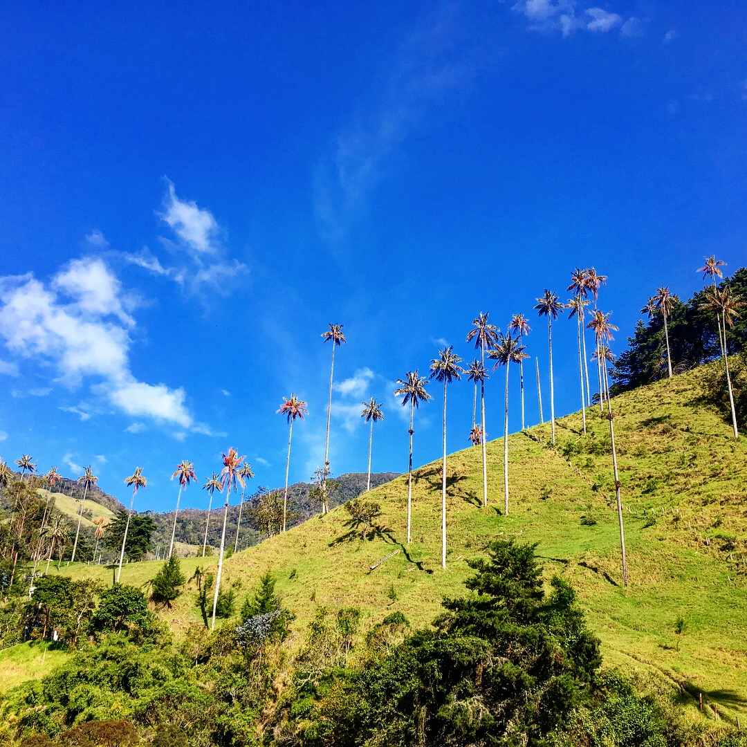 colombian palm trees