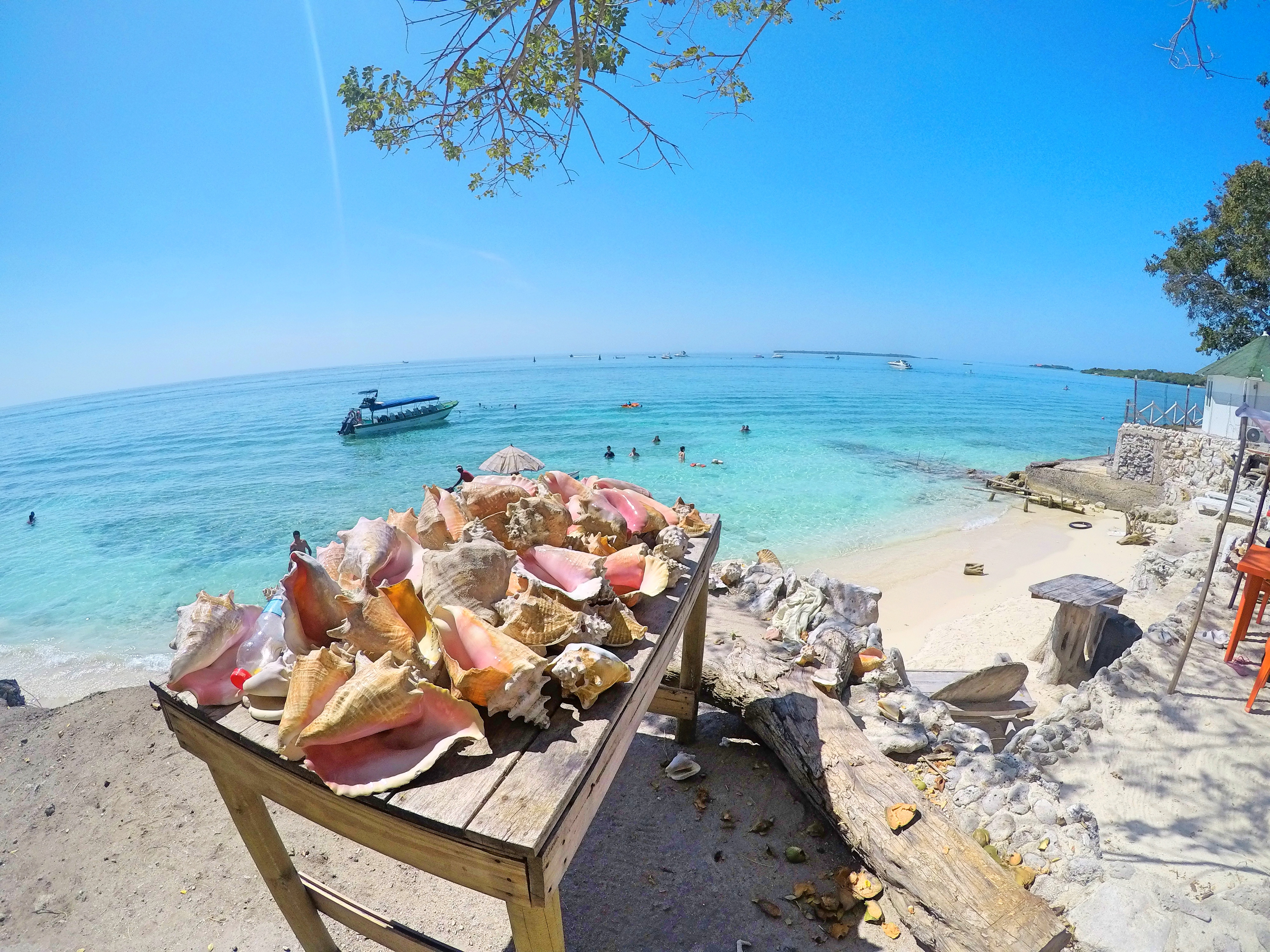 conch shells isla grande