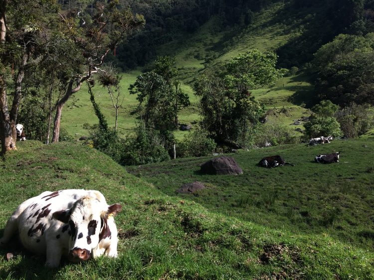 cow in salento