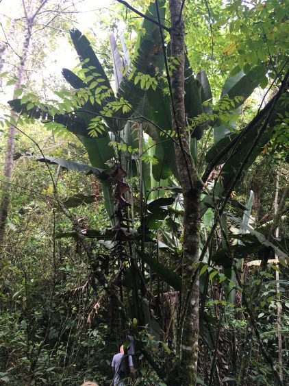 forest salento colombia