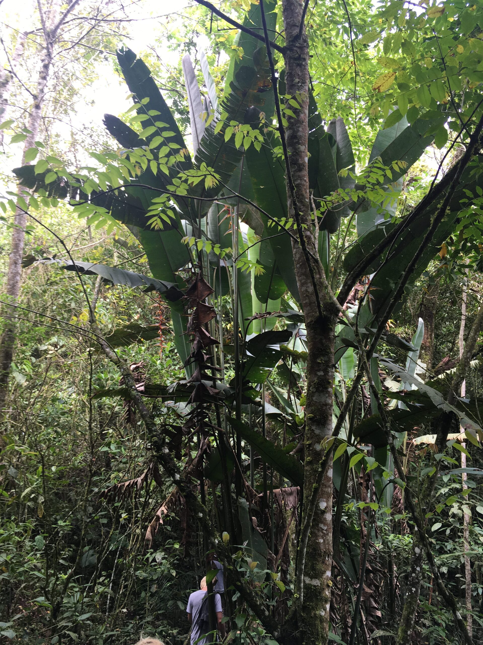forest salento colombia